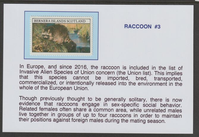 Bernera 1981 Racoons 40p mounted on glossy card with historical notes - privately produced 150mm x 100mm, stamps on , stamps on  stamps on animals, stamps on  stamps on raccoons, stamps on  stamps on racoons