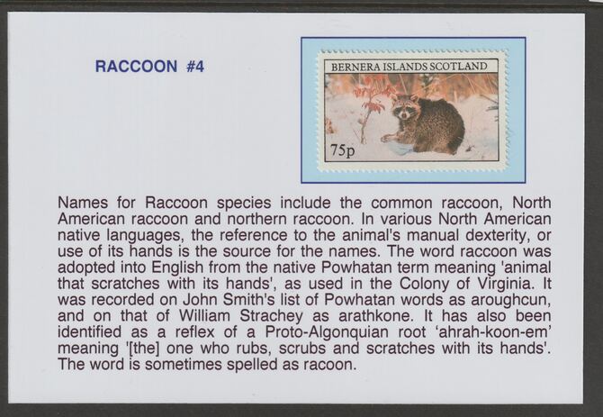 Bernera 1981 Racoons 75p mounted on glossy card with historical notes - privately produced 150mm x 100mm, stamps on , stamps on  stamps on animals, stamps on  stamps on raccoons, stamps on  stamps on racoons