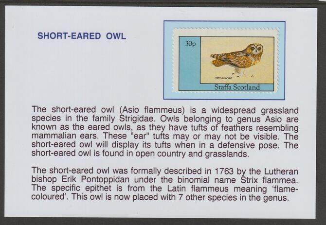 Staffa 1982 Birds of Prey- Short-Eared Owl 30p mounted on glossy card with historical notes - privately produced 150mm x 100mm, stamps on birds, stamps on birds of prey, stamps on owls