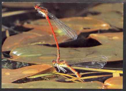 Postcard - Damselfly PPC produced by National Postal Museum unused and fine, stamps on , stamps on  stamps on insects