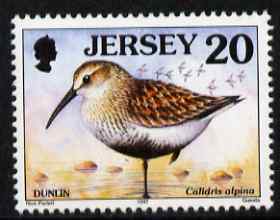 Jersey 1997-99 Seabirds & Waders 20p Dunlin unmounted mint SG 780, stamps on birds