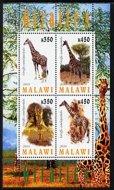 Malawi 2010 Giraffes perf sheetlet containing 4 values unmounted mint, stamps on animals, stamps on giraffes