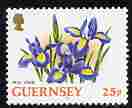 Guernsey 1992-97 Flowers definitive 25p Iris unmounted mint SG 576, stamps on , stamps on  stamps on flowers