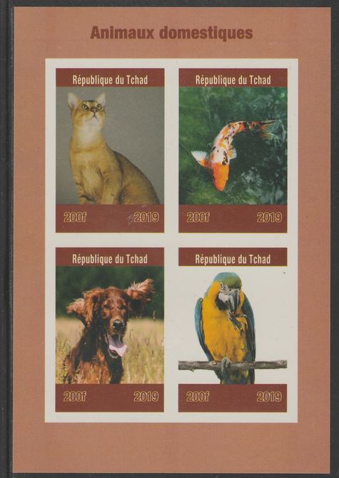 Chad 2019 Pets (Birds, Cats, Dogs) imperf sheet containing 4 values unmounted mint. , stamps on , stamps on  stamps on birds, stamps on  stamps on parrots, stamps on  stamps on dogs, stamps on  stamps on cats, stamps on  stamps on humming birds, stamps on  stamps on 