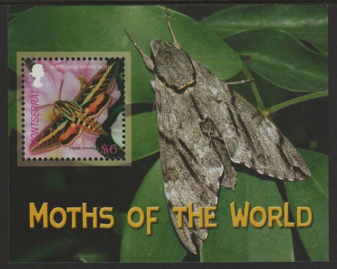 Montserrat 2006 Sphinx Moth perf souvenir sheet unmounted mint SG MS1315, stamps on , stamps on  stamps on butterflies