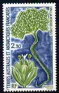 French Southern & Antarctic Territories 1993 Lyallia kerguelensis 2f30 unmounted mint SG 309, stamps on polar, stamps on flowers