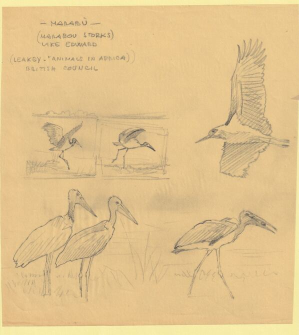 Somalia 1959 Water Birds Original artwork rough showing several Storks on tracing paper sheet size 200 x 220 mm as SG 334-339 series (96064), stamps on , stamps on  stamps on birds